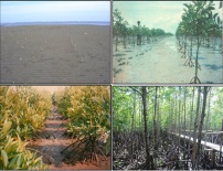 Evolution de mangroves (en haut à gauche: en 1989; en bas à droite: maintenant)