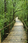 Chemin en bambou pour les touristes